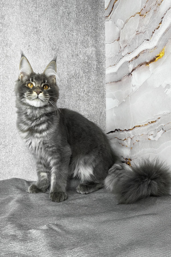 Asher | Maine Coon Kitten