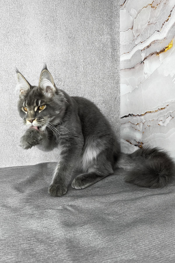 Asher | Maine Coon Kitten