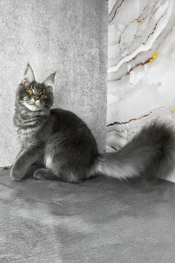 Asher | Maine Coon Kitten