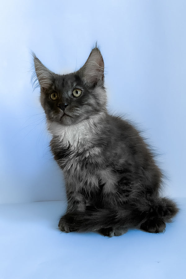 Aspen | Maine Coon Kitten
