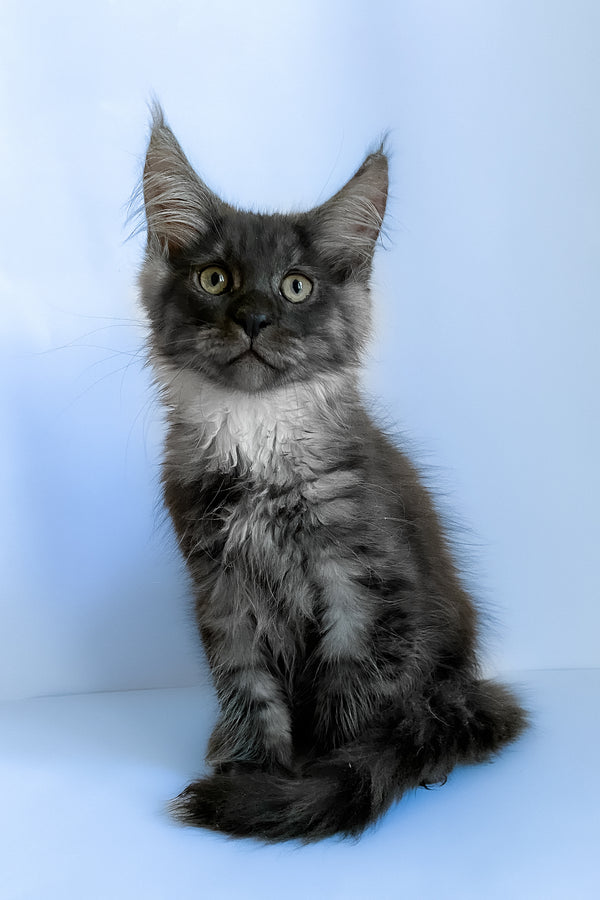 Aspen | Maine Coon Kitten