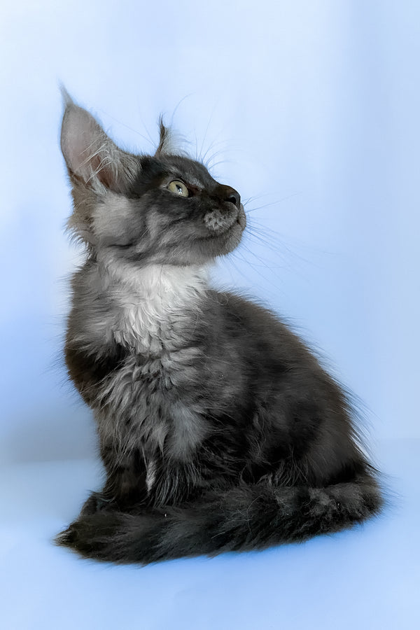 Aspen | Maine Coon Kitten