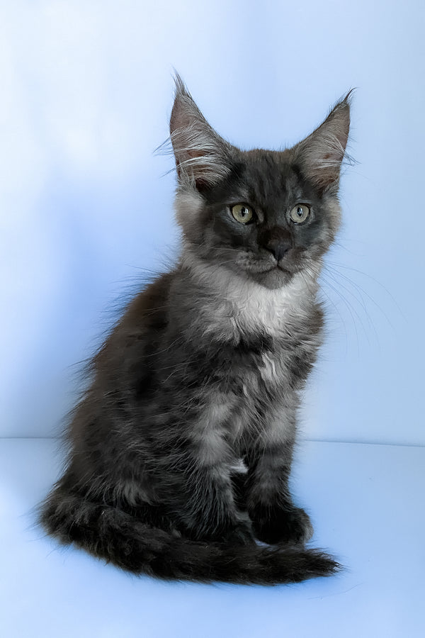 Aspen | Maine Coon Kitten