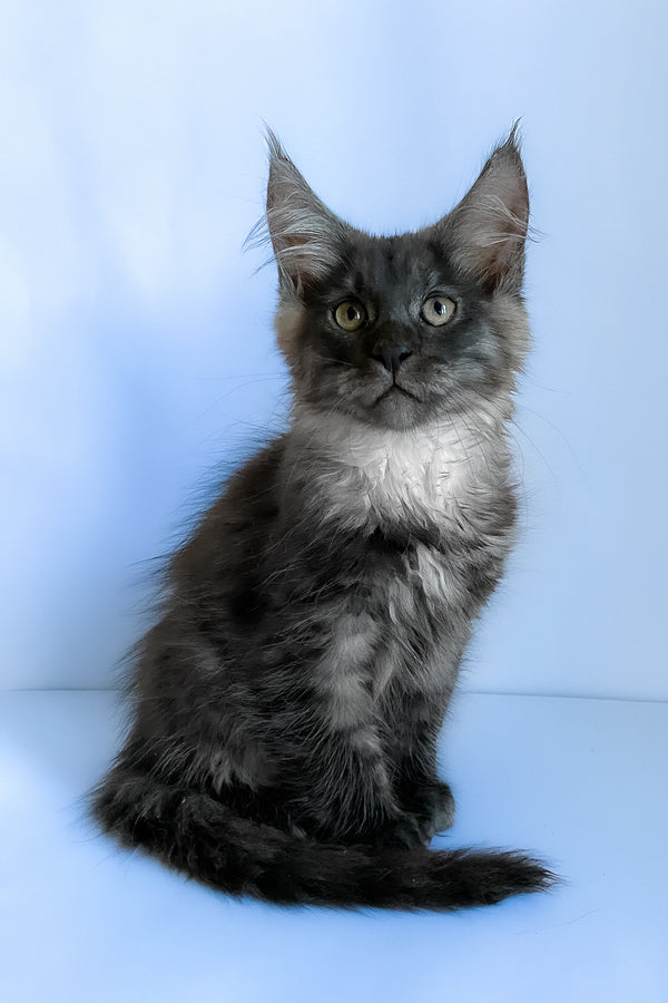 Aspen | Maine Coon Kitten