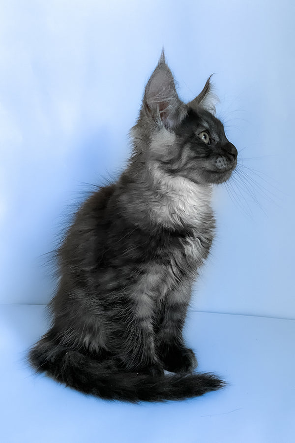 Aspen | Maine Coon Kitten