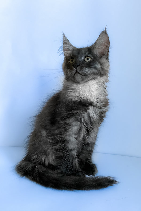 Aspen | Maine Coon Kitten