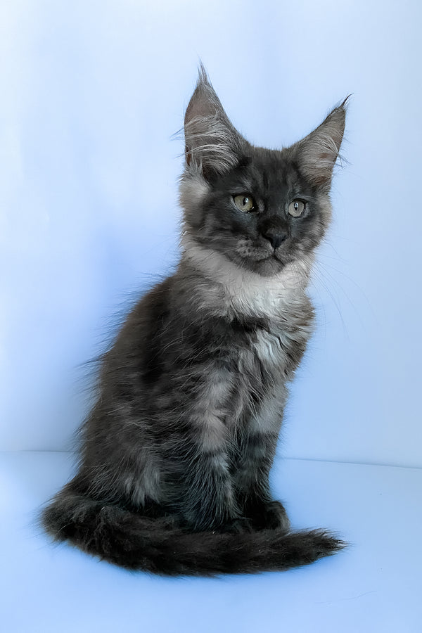 Aspen | Maine Coon Kitten