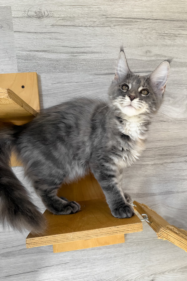 Assol | Maine Coon Kitten