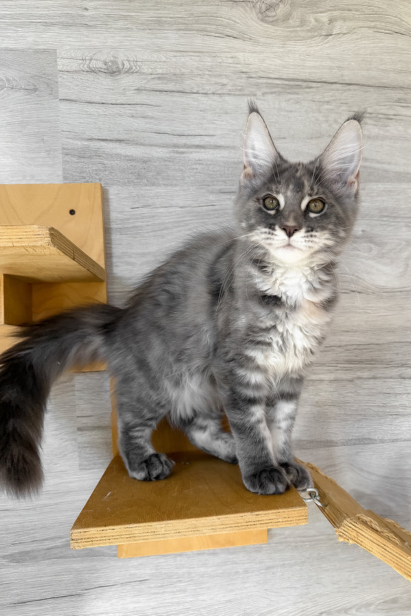 Assol | Maine Coon Kitten
