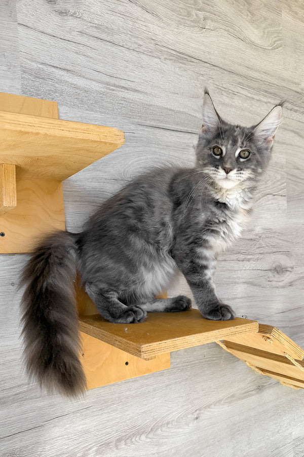 Assol | Maine Coon Kitten