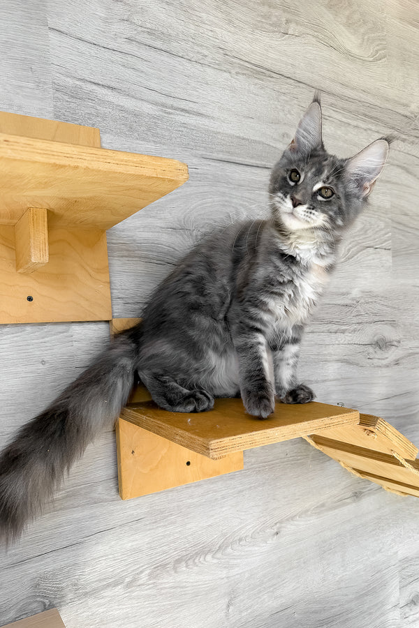 Assol | Maine Coon Kitten
