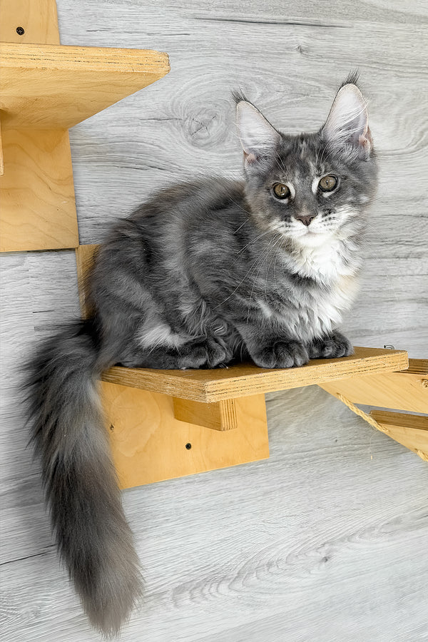 Assol | Maine Coon Kitten
