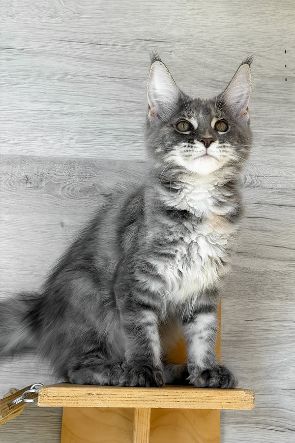 Assol | Maine Coon Kitten