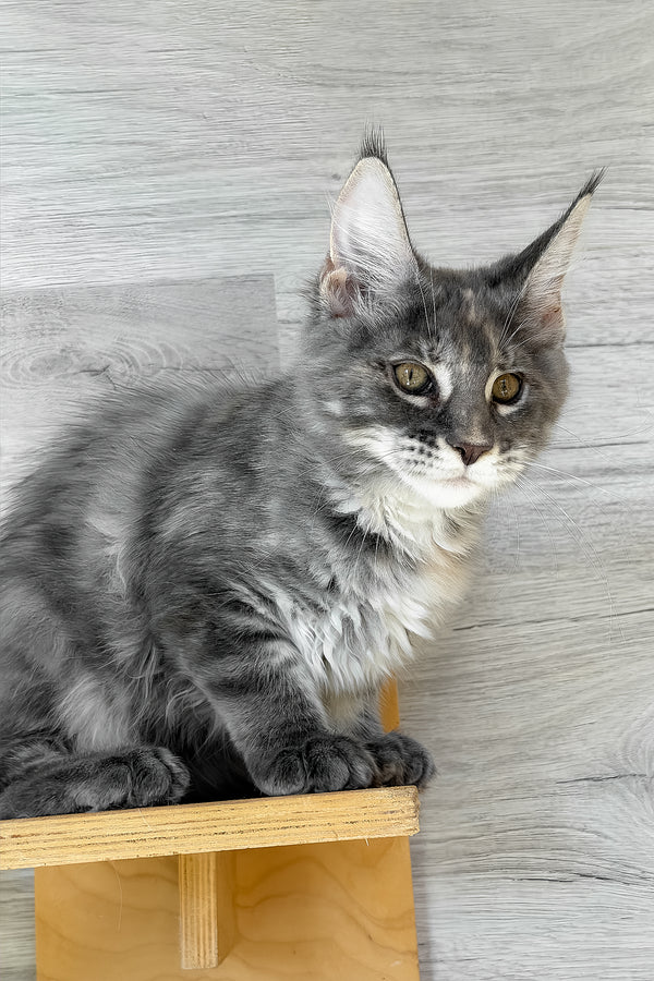 Assol | Maine Coon Kitten