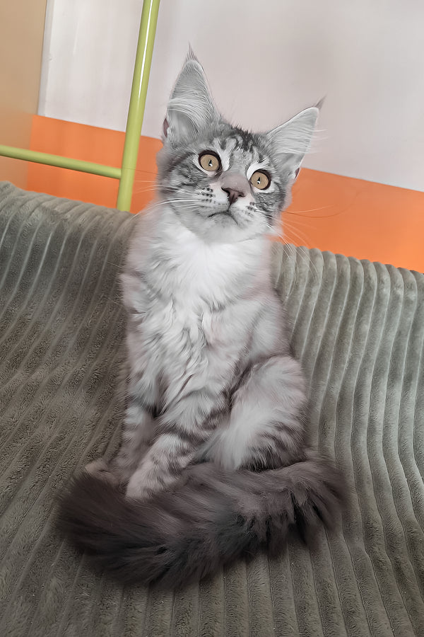 Assol | Maine Coon Kitten