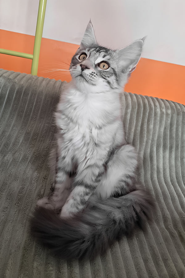 Assol | Maine Coon Kitten