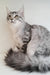 Assol | Maine Coon Kitten
