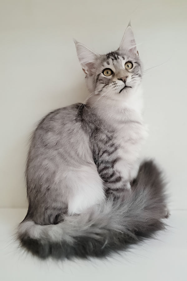 Assol | Maine Coon Kitten