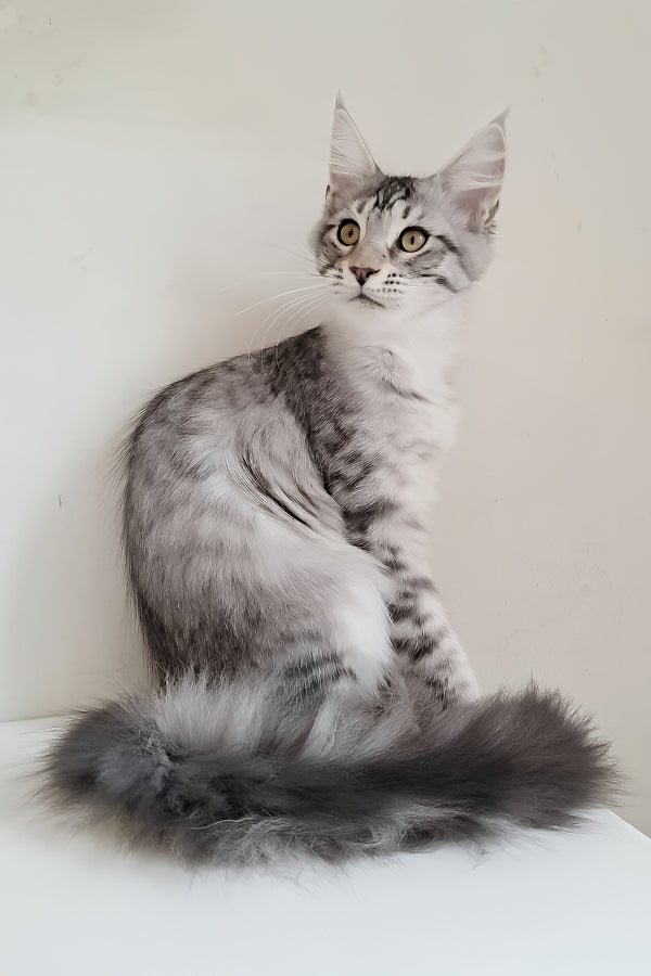 Assol | Maine Coon Kitten