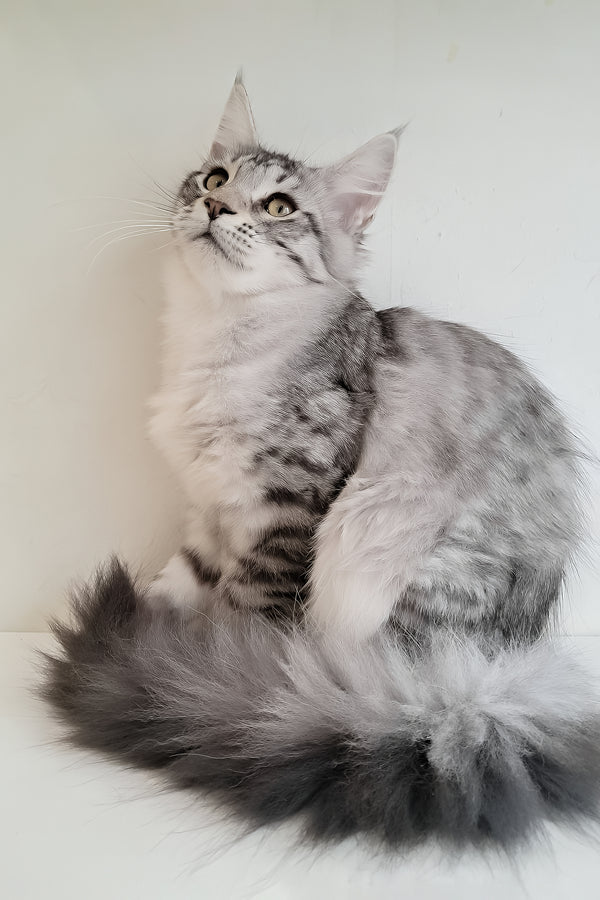 Assol | Maine Coon Kitten