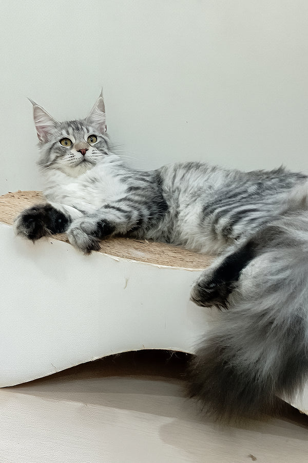 Assol | Maine Coon Kitten