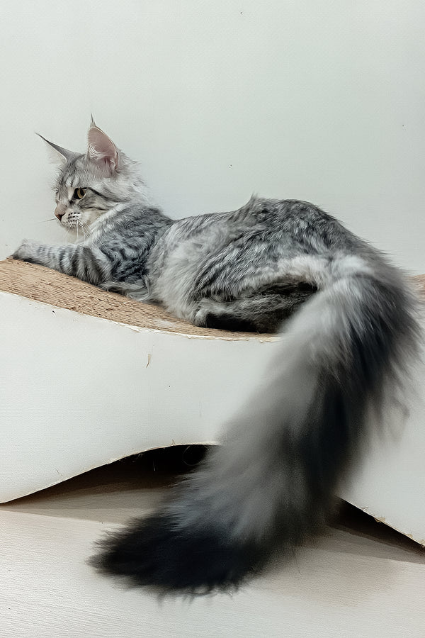 Assol | Maine Coon Kitten