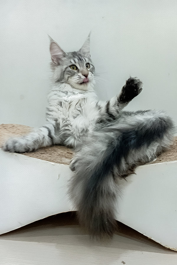 Assol | Maine Coon Kitten