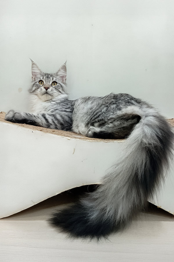Assol | Maine Coon Kitten
