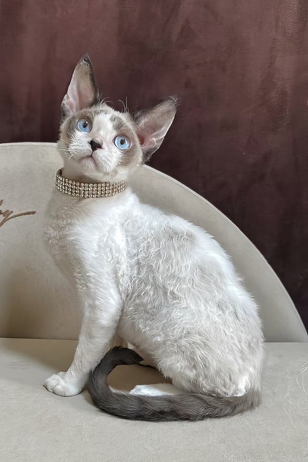 Asterix | Devon Rex Kitten