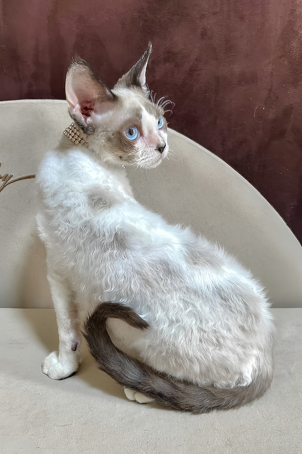 Asterix | Devon Rex Kitten