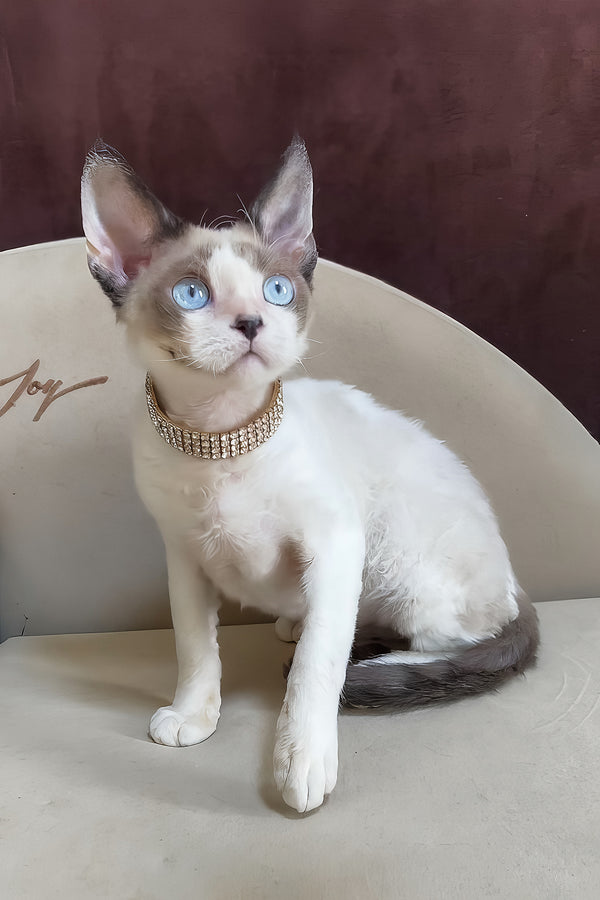 Asterix | Devon Rex Kitten