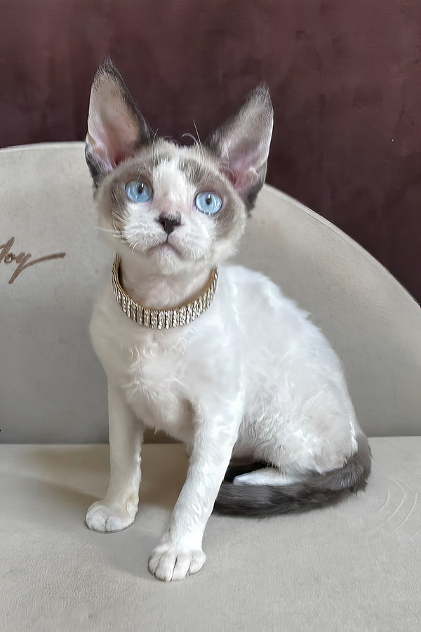 Asterix | Devon Rex Kitten