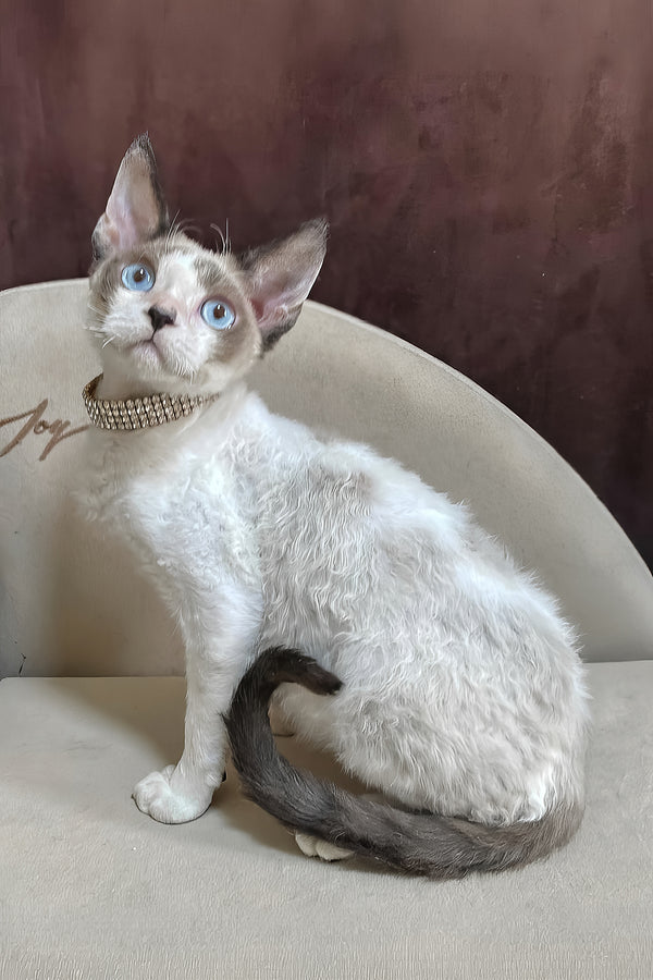 Asterix | Devon Rex Kitten