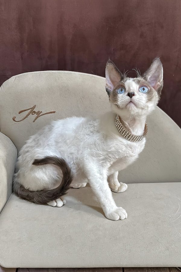 Asterix | Devon Rex Kitten
