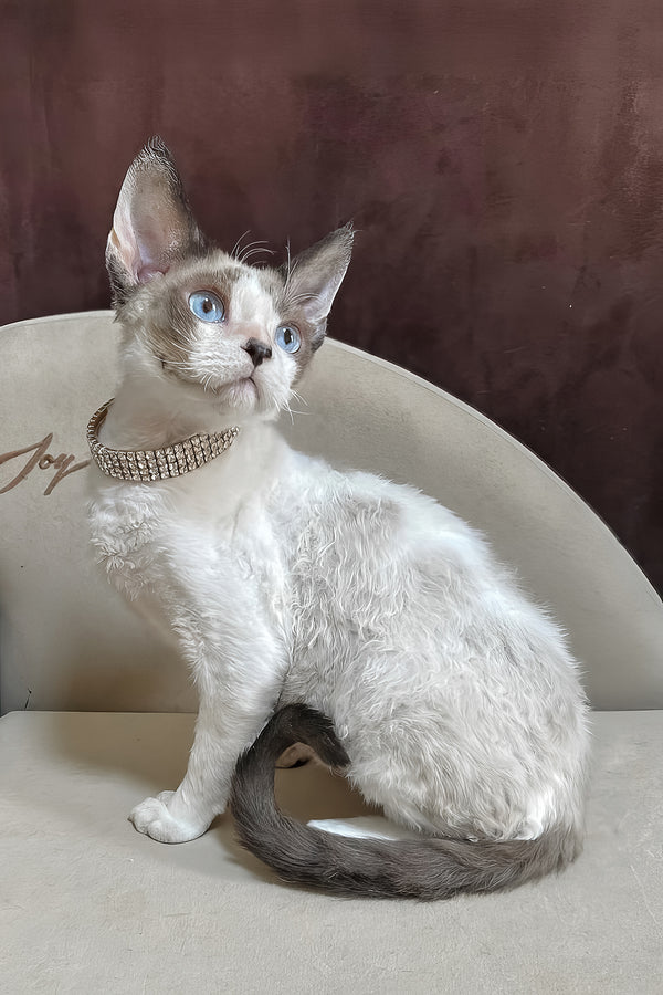 Asterix | Devon Rex Kitten