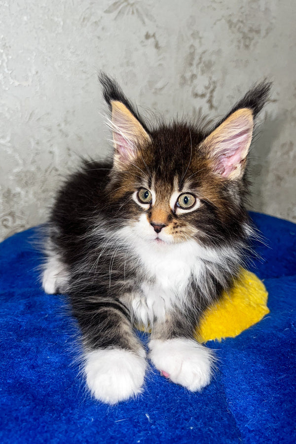 Atas | Maine Coon Kitten