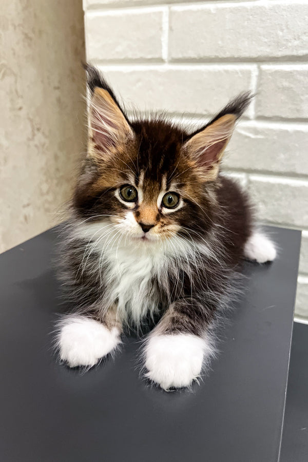 Atas | Maine Coon Kitten