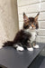 Atas | Maine Coon Kitten