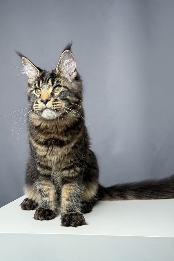 Atlas | Maine Coon Kitten