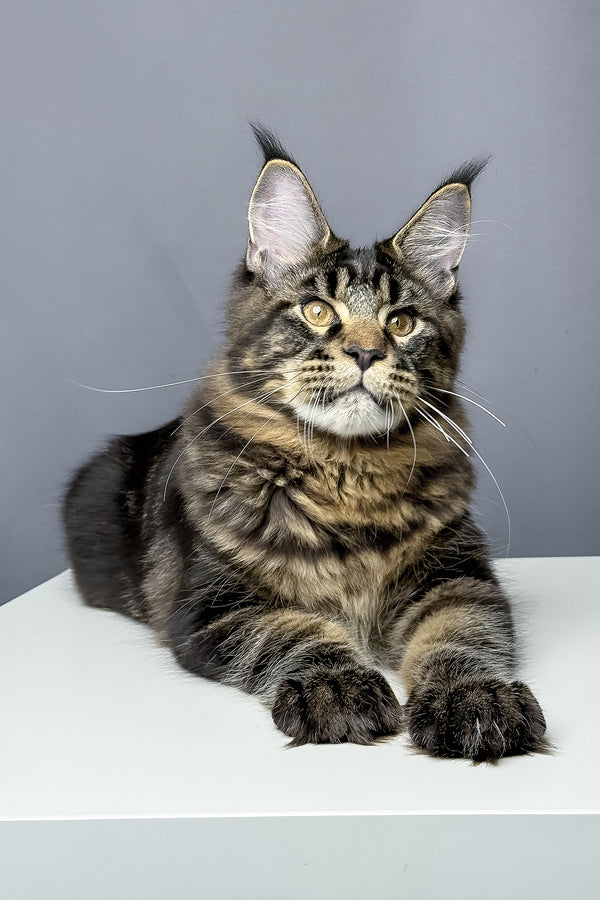 Atlas | Maine Coon Kitten