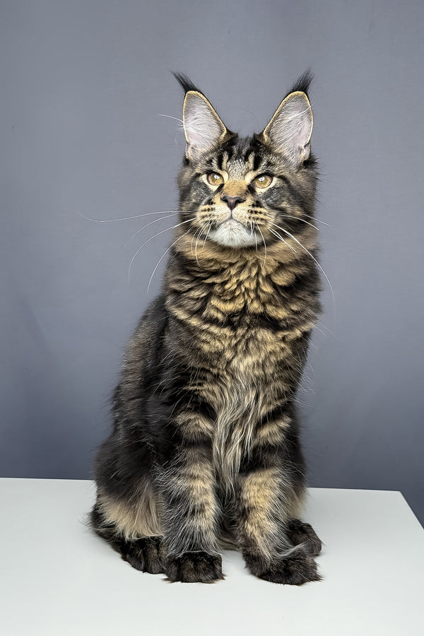 Atlas | Maine Coon Kitten