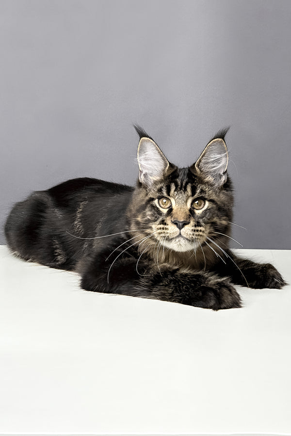 Atlas | Maine Coon Kitten