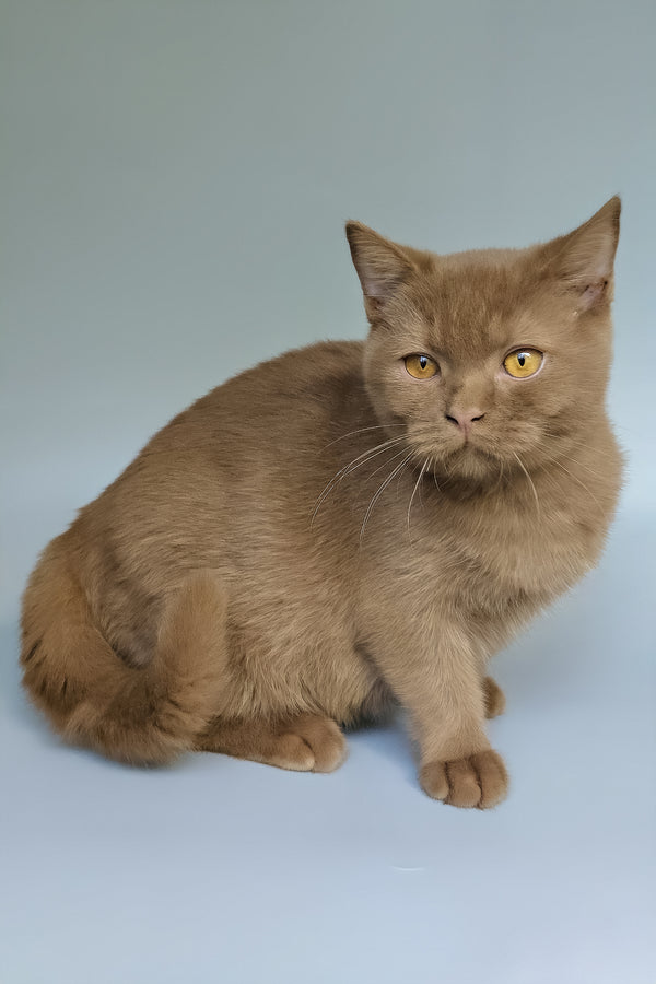 Atlas | British Shorthair Kitten