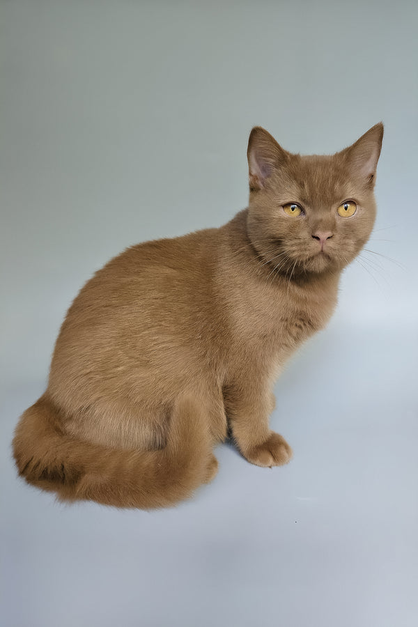Atlas | British Shorthair Kitten