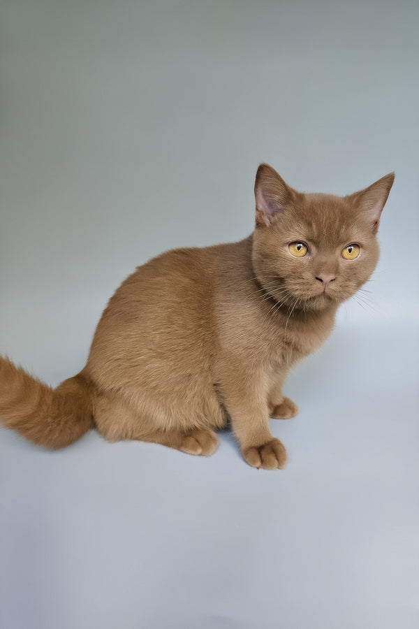 Atlas | British Shorthair Kitten