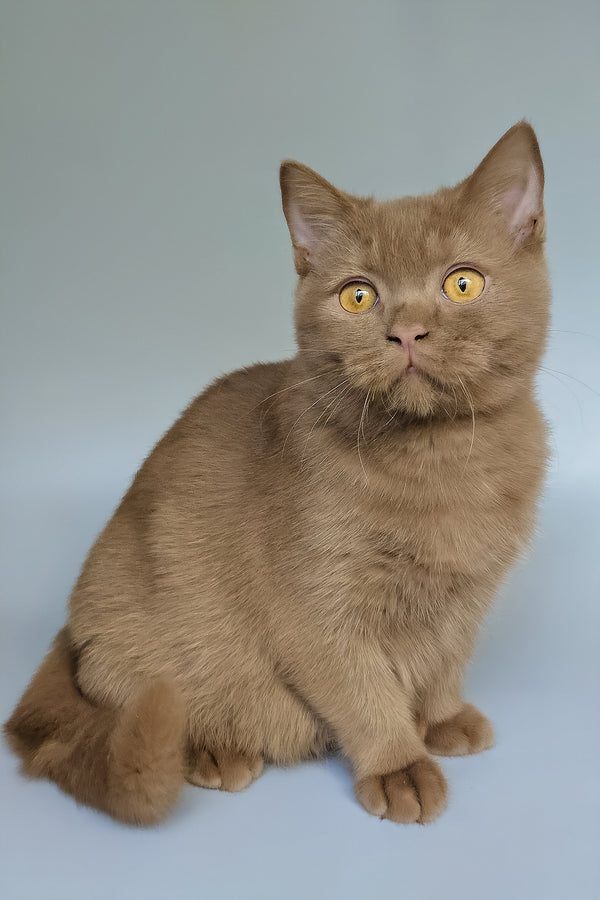 Atlas | British Shorthair Kitten