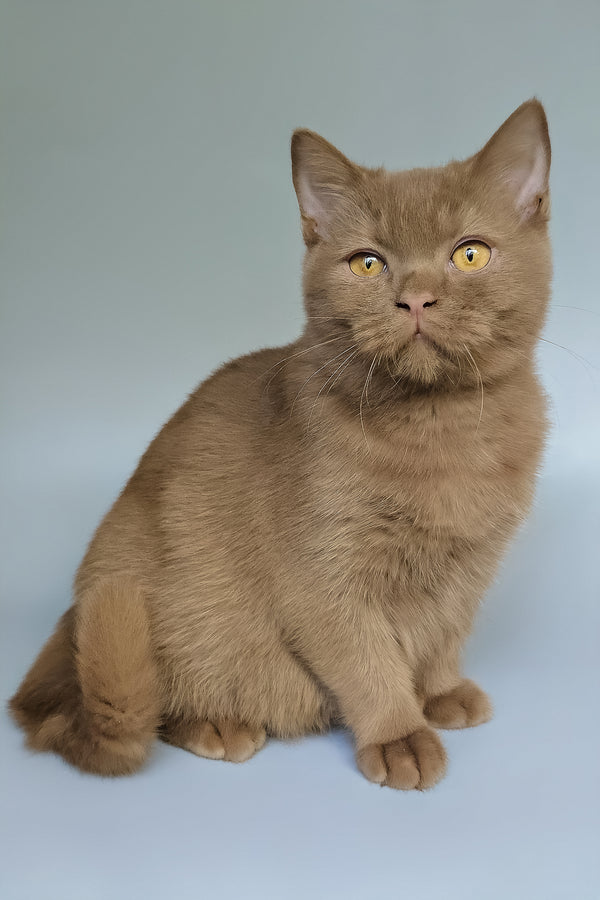 Atlas | British Shorthair Kitten