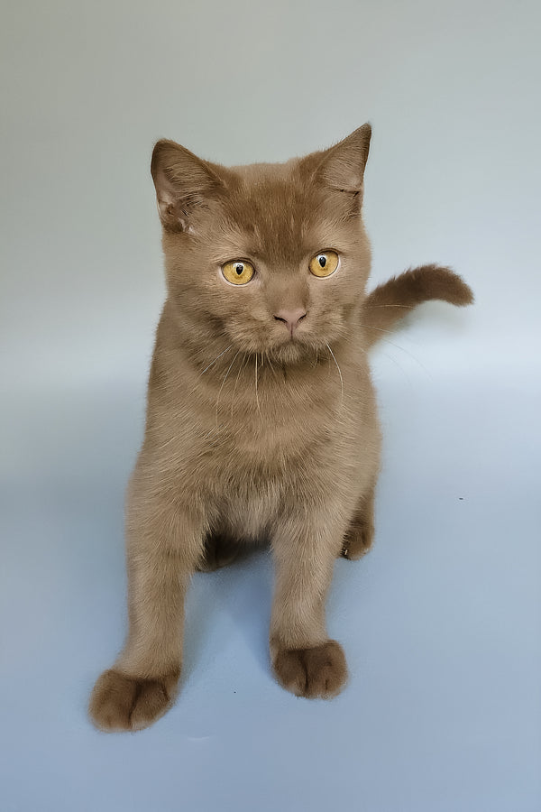 Atlas | British Shorthair Kitten