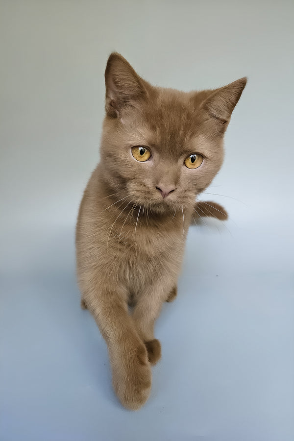 Atlas | British Shorthair Kitten