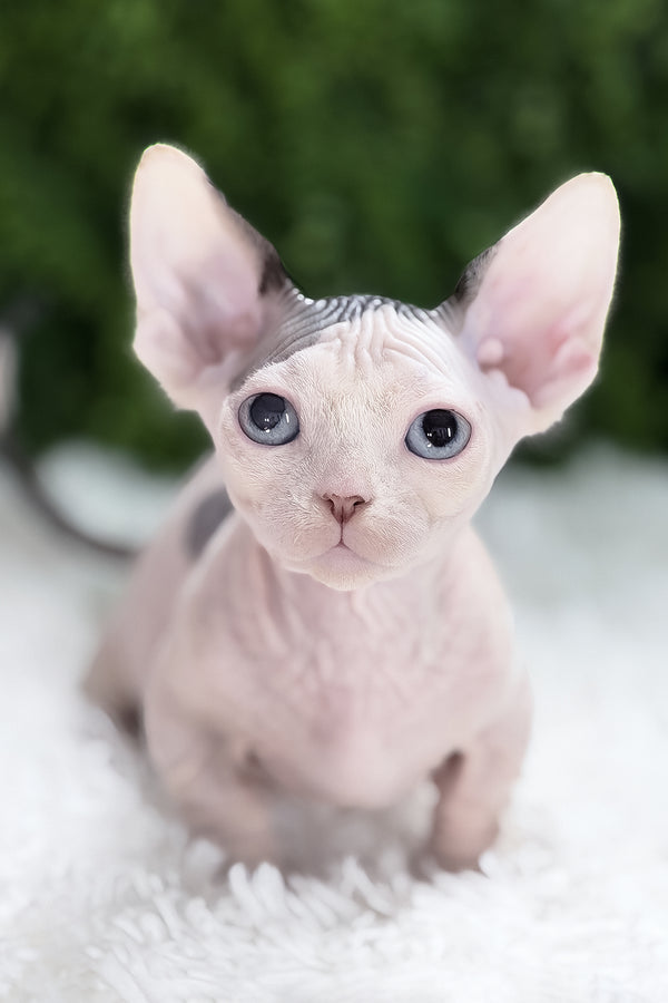 Atlas | Bambino Sphynx Kitten
